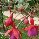 Picasa 2.7